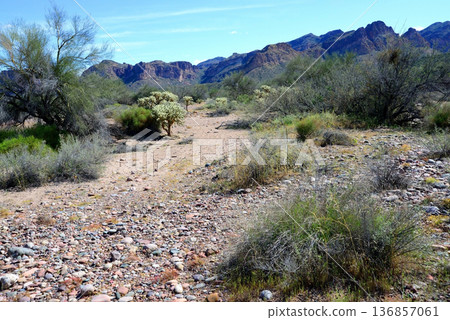 Salt River Recreation Area Arizona 136857061