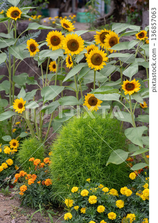 Beautiful sunflower and kochia flower fields with varying elevations 136857063