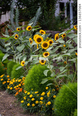 Beautiful sunflower and kochia flower fields with varying elevations 136857064