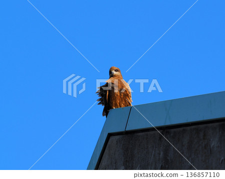 Wild black kite Wild black kite 136857110