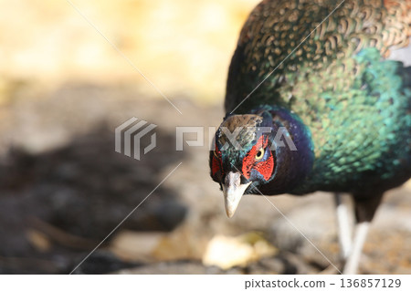 Wild pheasant walking through the field Wild pheasant walking through the field 136857129