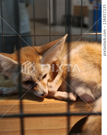 Fennec Fox Scratching Face Exotic Pet Wire Cage Fennec Fox Scratching Face Exotic Pet Wire Cage 136857135