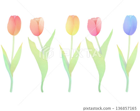 Spring flowers, colorful tulips, watercolor style Spring flowers, colorful tulips, watercolor style 136857165