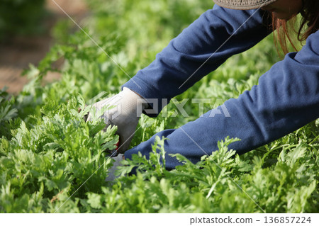 Harvesting vegetables 136857224