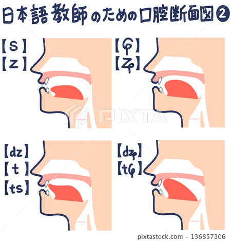 日文發音的口腔橫切面圖 136857306