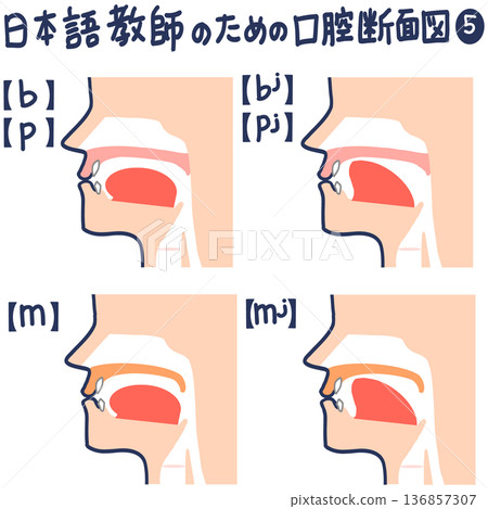 日文發音的口腔橫切面圖 日文發音的口腔橫切面圖 136857307