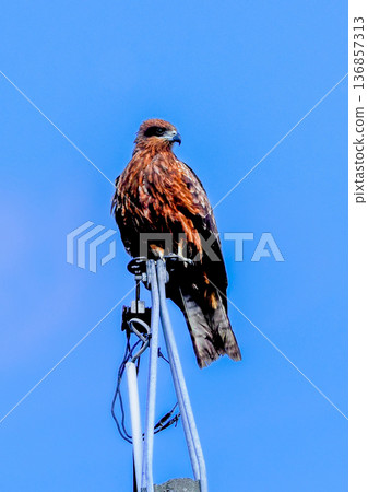 Wild black kite Wild black kite 136857313