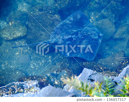 遷徙的魟魚 遷徙的魟魚 136857317