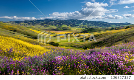 鄉村全景，起伏的山丘上覆蓋著春天的野花。 136857327