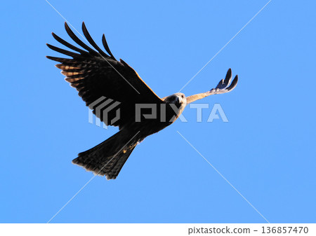 Wild black kite 136857470