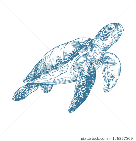 Sea Turtle Nautical Vector Illustration in Vintage Engraving Ink Drawing Marine Wildlife Style Sea Turtle Nautical Vector Illustration in Vintage Engraving Ink Drawing Marine Wildlife Style 136857509