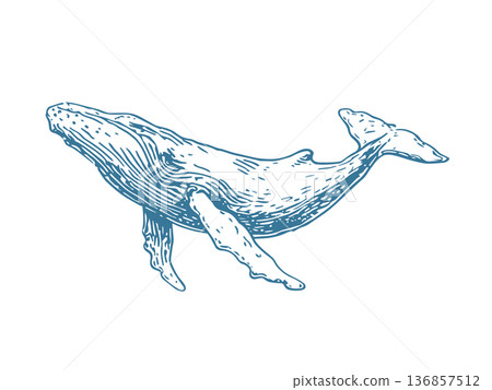 Nautical Whale Emblem Vector Illustration in Vintage Engraving Ink Drawing Marine Style Nautical Whale Emblem Vector Illustration in Vintage Engraving Ink Drawing Marine Style 136857512