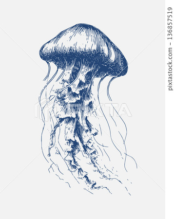 Jellyfish Engraving Nautical Marine Illustration, Vintage Ink Drawing of a Jellyfish Jellyfish Engraving Nautical Marine Illustration, Vintage Ink Drawing of a Jellyfish 136857519