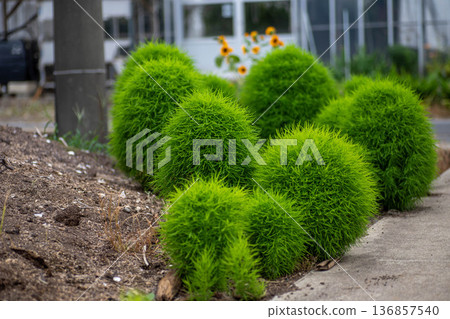 Kochia clusters lined up in a farm 136857540