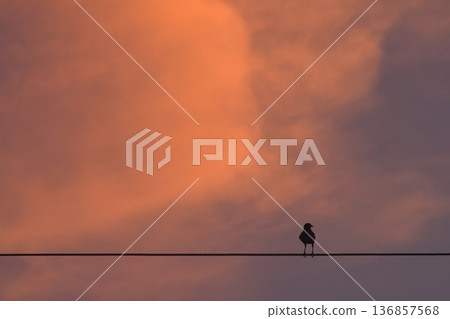 silhouette common myna bird on electric wire on twilight sky at sunset silhouette common myna bird on electric wire on twilight sky at sunset 136857568