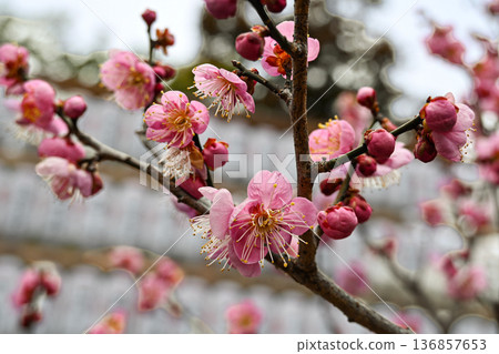 A Japanese landscape in early spring with vibrant red plum blossoms in bloom A Japanese landscape in early spring with vibrant red plum blossoms in bloom 136857653