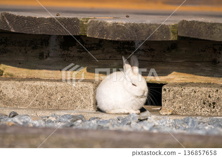 A white baby rabbit resting under the eaves A white baby rabbit resting under the eaves 136857658