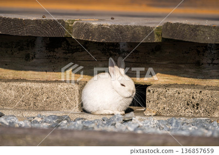 A small white rabbit A small white rabbit 136857659