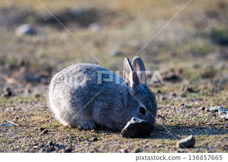 Gray baby rabbit Gray baby rabbit 136857665