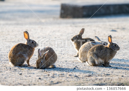 Cute rabbits 136857666