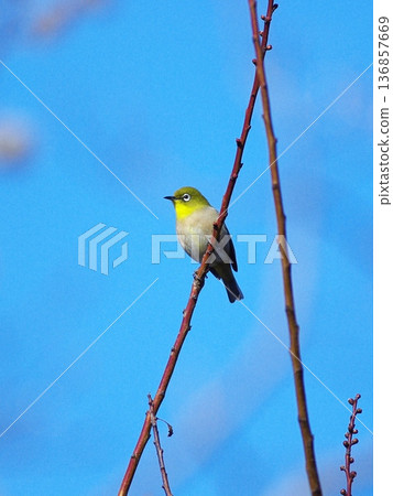 荒山公園的白眼鳥 136857669