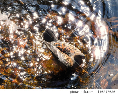 Oriental Turtle Dove in the mountain stream under the bridge Oriental Turtle Dove in the mountain stream under the bridge 136857686