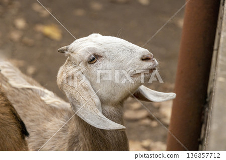 Profile portrait of a light colored goat on a farm. Profile portrait of a light colored goat on a farm. 136857712