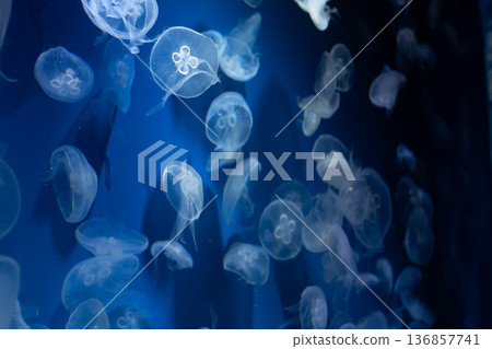 Moon jellyfish floating in blue water Moon jellyfish floating in blue water 136857741