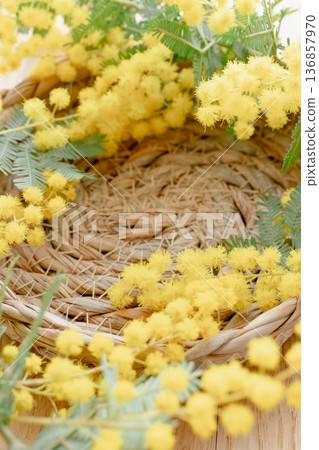 黃色含羞草背景材料 黃色含羞草背景材料 136857970