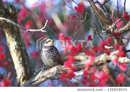 荒山公園的畫眉 136858034