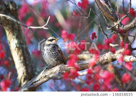 荒山公園的畫眉 136858035