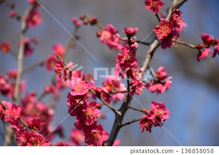 紅梅花 紅梅花 136858058