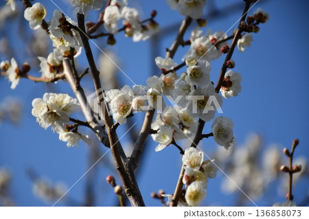 White plum shining in the blue sky 136858073