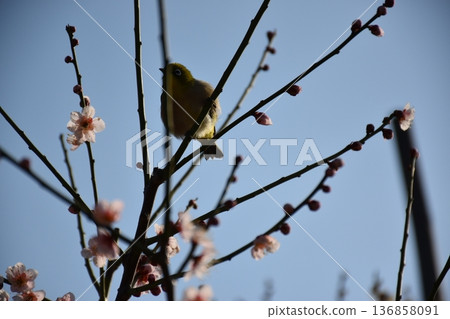 Plum blossom and white-eye Plum blossom and white-eye 136858091
