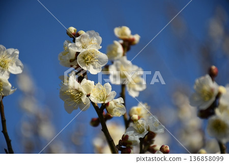 White plum shining in the blue sky White plum shining in the blue sky 136858099