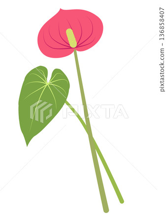 Pink anthurium and green leaves flat design illustration Pink anthurium and green leaves flat design illustration 136858407