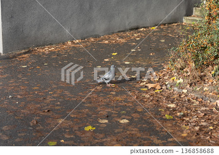 Pigeon walking on a sidewalk covered with autumn leaves in a quiet area Pigeon walking on a sidewalk covered with autumn leaves in a quiet area 136858688