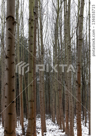 Winter scene of tall trees in a quiet forest with snow on the ground Winter scene of tall trees in a quiet forest with snow on the ground 136858715
