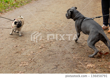 Dogs meet on a dirt path during a walk in the park on a sunny day Dogs meet on a dirt path during a walk in the park on a sunny day 136858791