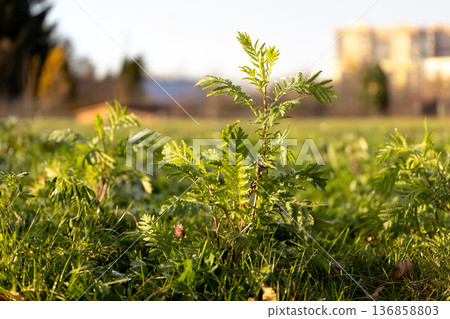 Sprouting plants in a sunny field during early spring season Sprouting plants in a sunny field during early spring season 136858803