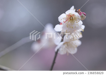 White plum blossoms blooming quietly in a secluded plum grove White plum blossoms blooming quietly in a secluded plum grove 136858820