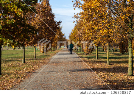 Scenic autumn walk along tree-lined path with golden foliage in park Scenic autumn walk along tree-lined path with golden foliage in park 136858857