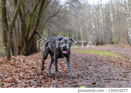 Dog walking along a forest trail in autumn with fallen leaves Dog walking along a forest trail in autumn with fallen leaves 136858877
