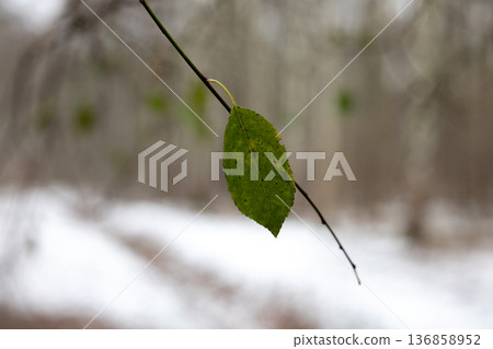 Green leaf hanging on a branch in a snowy forest during winter months Green leaf hanging on a branch in a snowy forest during winter months 136858952