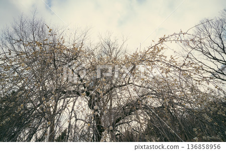 Spring flowers that let you feel the four seasons: plum blossoms 136858956