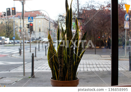 Indoor snake plant in a city cafe with street view and traffic lights 136858995