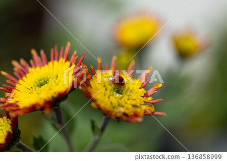 Vibrant flowers attract ladybug during sunny afternoon in garden 136858999