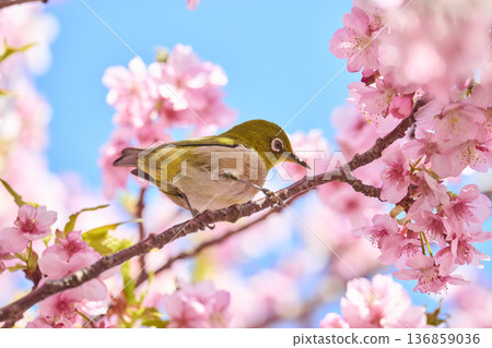 栗子煙熏櫻花花蜜 136859036