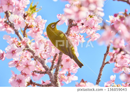 栗子煙熏櫻花花蜜 136859043