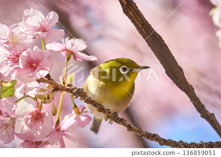 The chestnut smoky cherry blossom nectar The chestnut smoky cherry blossom nectar 136859051